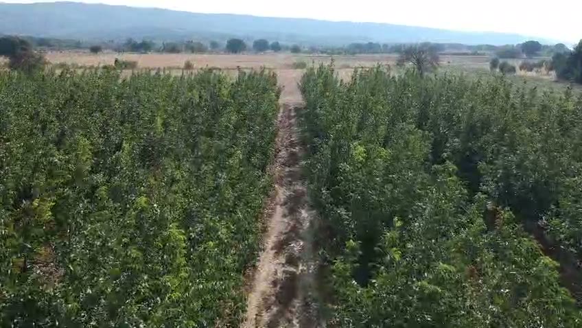 Ceviz bahçemizde ağaç sıraları